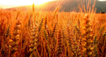 Cuáles son los principales exportadores de trigo del mundo